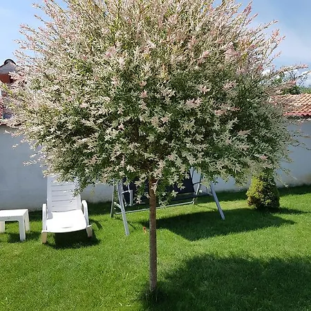 Tania Casa de hóspedes Dolno Draglishte